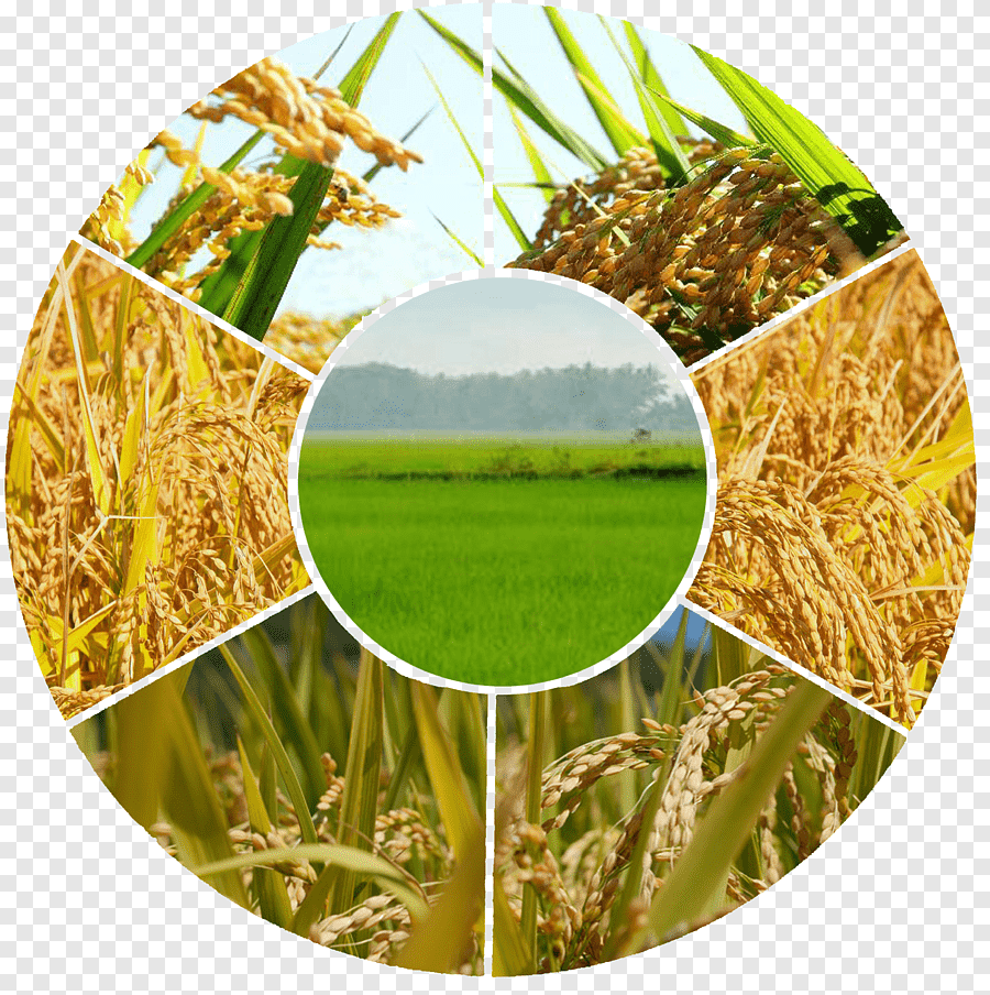 Organic Farming
